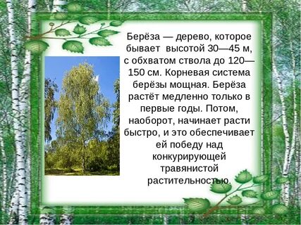 Дерево береза как пишется