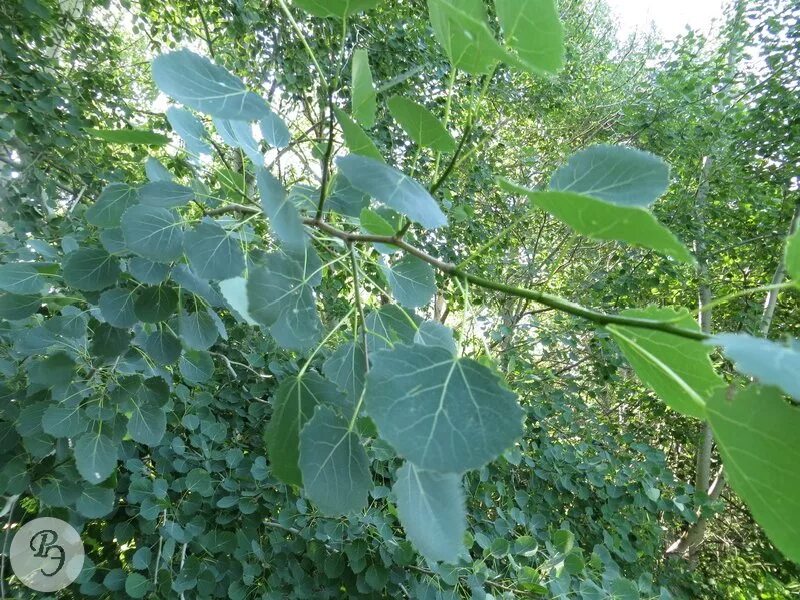 Тополь дрожащий осина. Тополь дрожащий осина. Осина обыкновенная. Populus tremula (осина дрожащая). Осина обыкновенная (populus tremula).