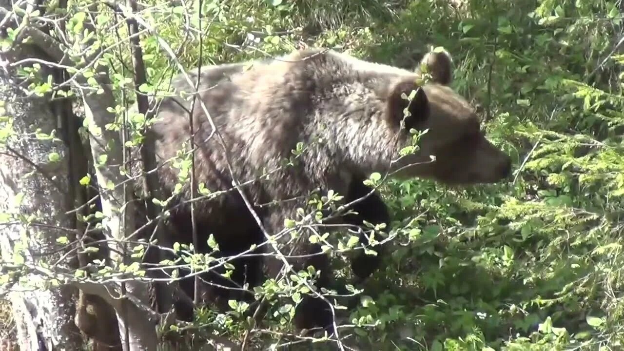 Закон тайга медведь. Песня медведь тайга. Песня медведь тайга. Медведь домушник таежный. Песня медведь тайга.