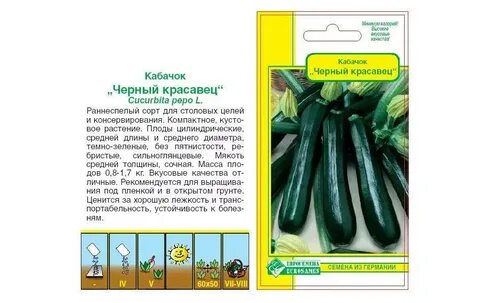 Кабачок красавец