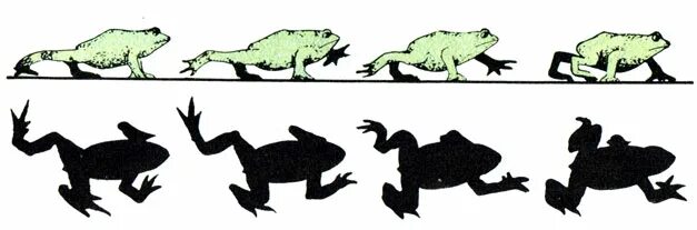 лягушка в движении. способ передвижения лягушки. органы передвижения амфибий. способ передвижения лягушки. строение конечностей лягушки.