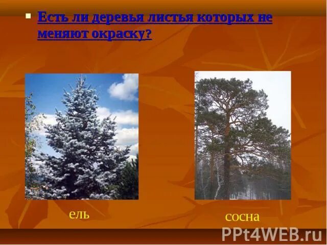 У каких деревьев листья остаются зелеными. Какие деревья меняют окраску осенью. какие деревья остаются зелеными. какие деревья остаются зелеными круглый год. сосна окрас листьев.