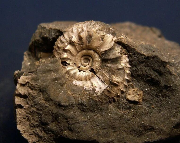 Аммолитовый аммонит. Моллюски аммониты и белемниты. Аммониты и белемниты. Окаменелости аммониты и белемниты. Аммониты головоногие белемнит.