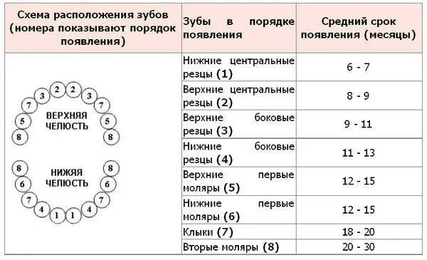 Зубы по возрасту таблица. Зубы у детей сроки прорезывания. Прорезание молочных зубов порядок прорезывания сроки. Прорезывание зубов у детей последовательность и сроки. Прорезывание зубов у детей схема сроки.