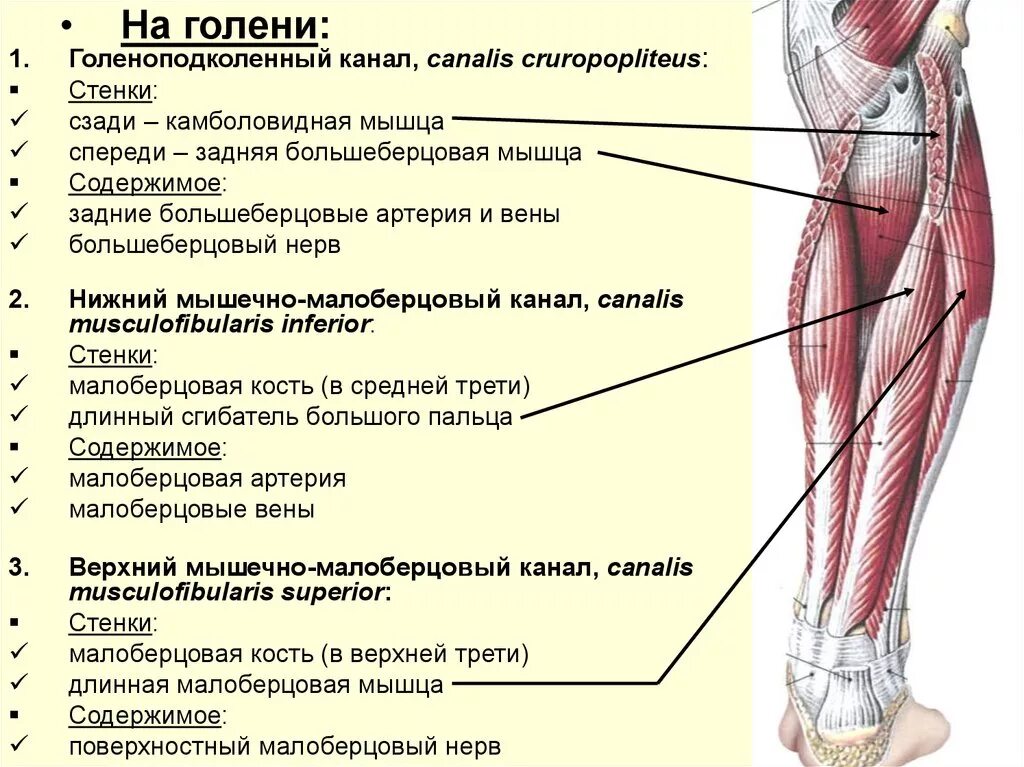 Как называется ляжка