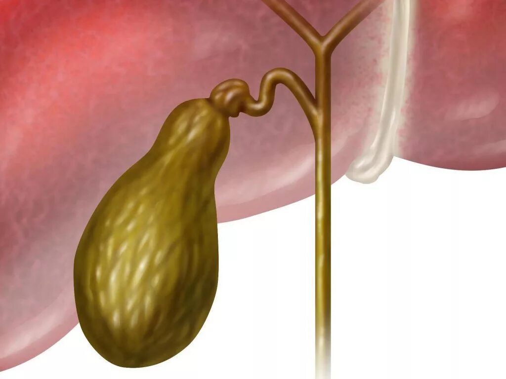Центр желчного пузыря