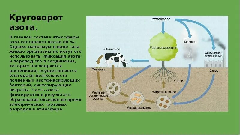 Азот в атмосфере составляет. Круговорот азота. биосферный цикл азота. круговорот азота бактерии. круговорот азота в биосфере егэ.