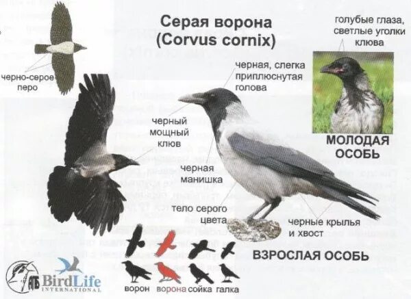 Антропогенные факторы в жизни серой вороны. Серая ворона самец и самка отличия. Птицы вороны самки и самцы. Ворона отличие самки от самца. Серая ворона самец и самка.