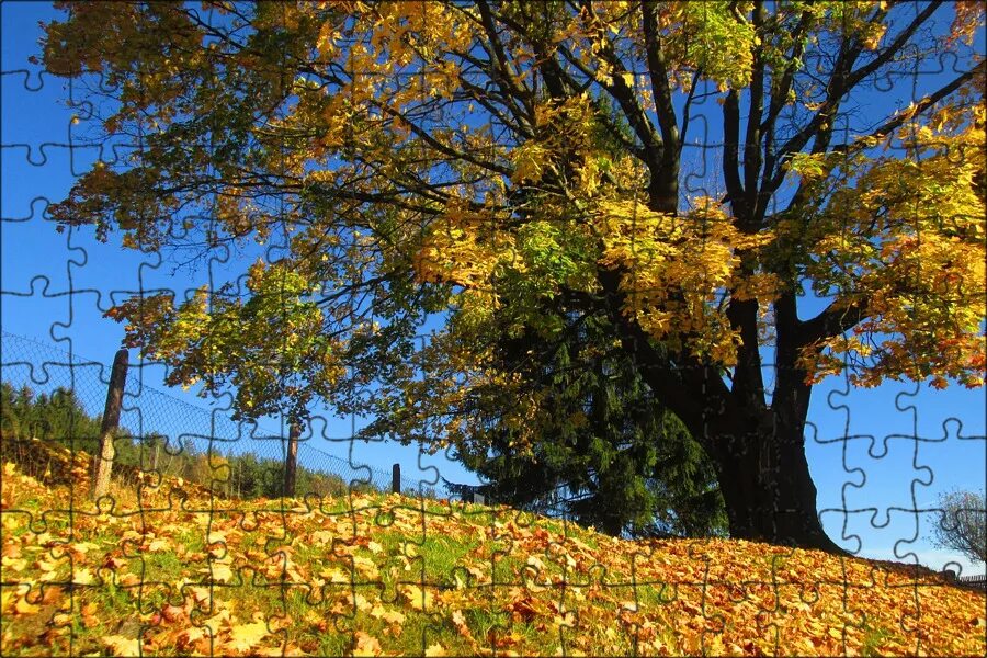Сень дерева. Сень деревьев. Осень в парке. Лесов таинственная сень. Сень дерева.