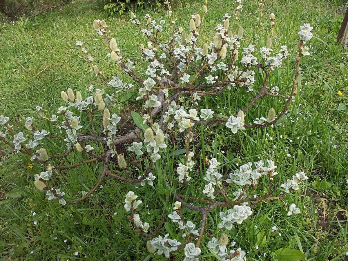 Карликовая ива фото. Карликовая Ива. Salix Lanata. Ива Salix Lanata. Ива шерстистая карликовая.