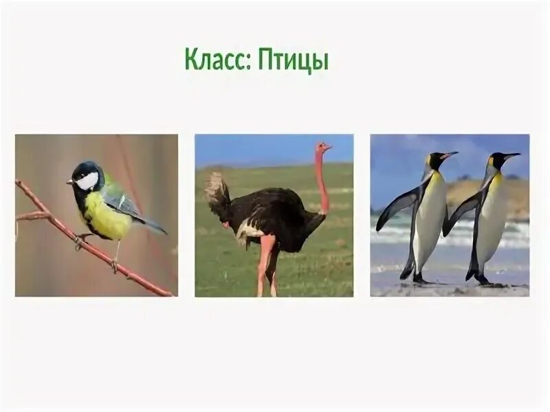 Класс птицы вариант 2. Класс птицы вариант 2