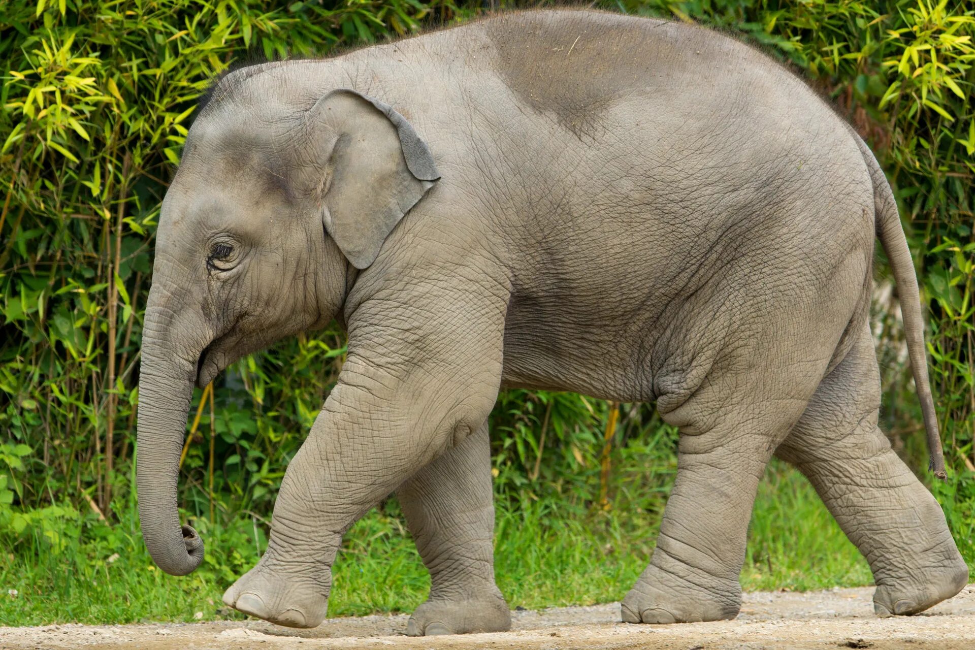 Elephant перевод. Слон. Индийский Слоненок. Слон для детей. Индийские слоны.