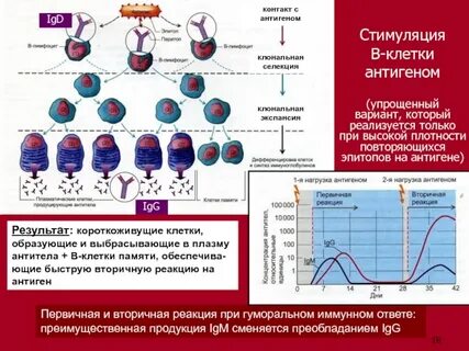 Стимулирует иммунный ответ