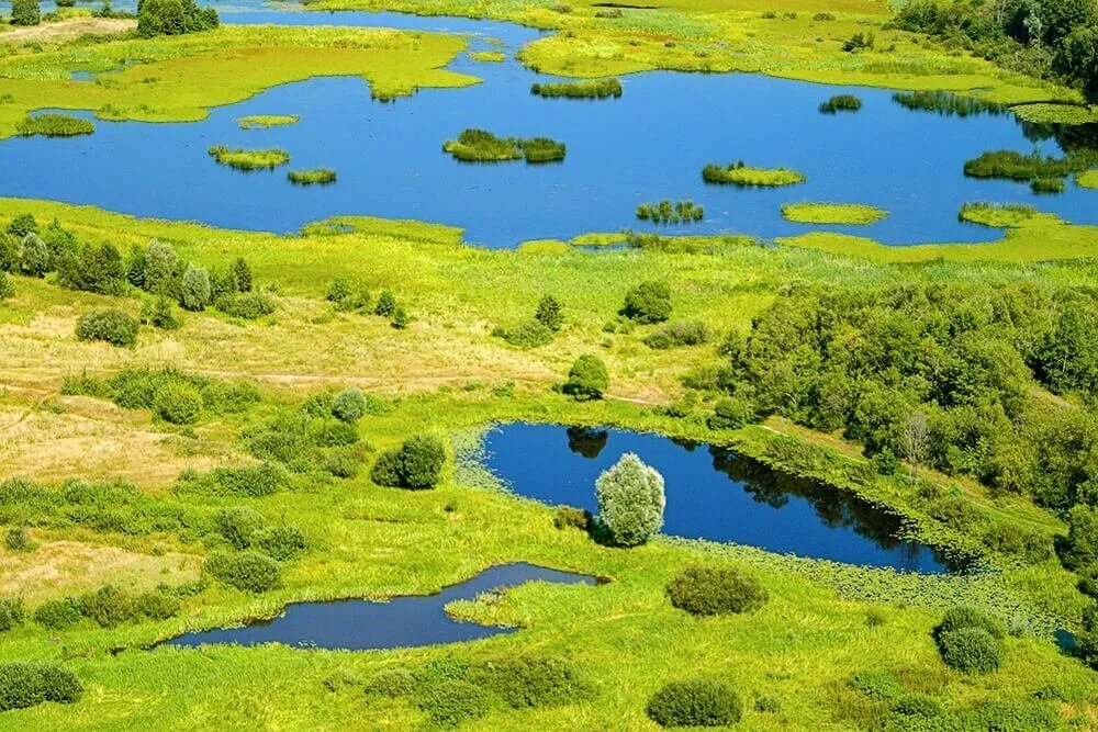 Торфяные болота в беларуси. Водно-болотные угодья. Водно болотный заповедник. Полесские болота белоруссии. Pfrfpybr «сестрорецкое болото.