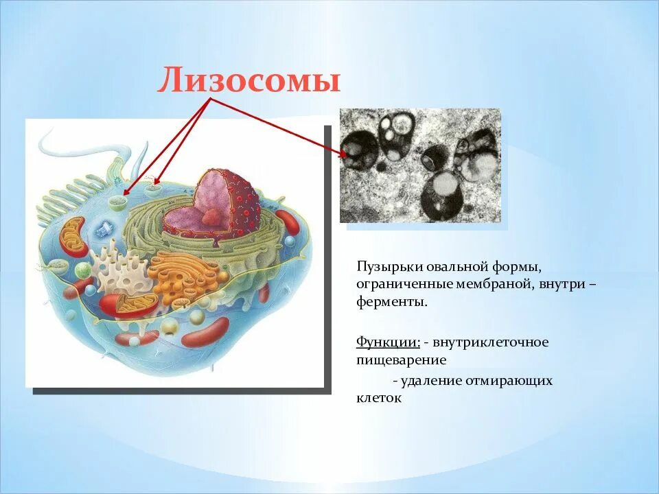 Слияние лизосомы с фагоцитозным пузырьком. Органоиды клетки лизосомы. Лизосомы строение.