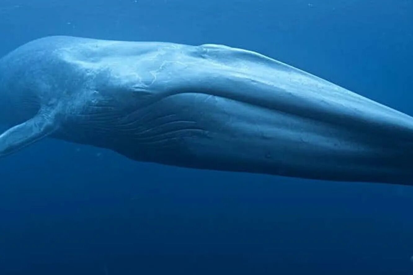 Усатый кит полосатик. Голубой кит. Синий кит (голубой кит). Синий кит блювал. Голубой кит 33 метра.