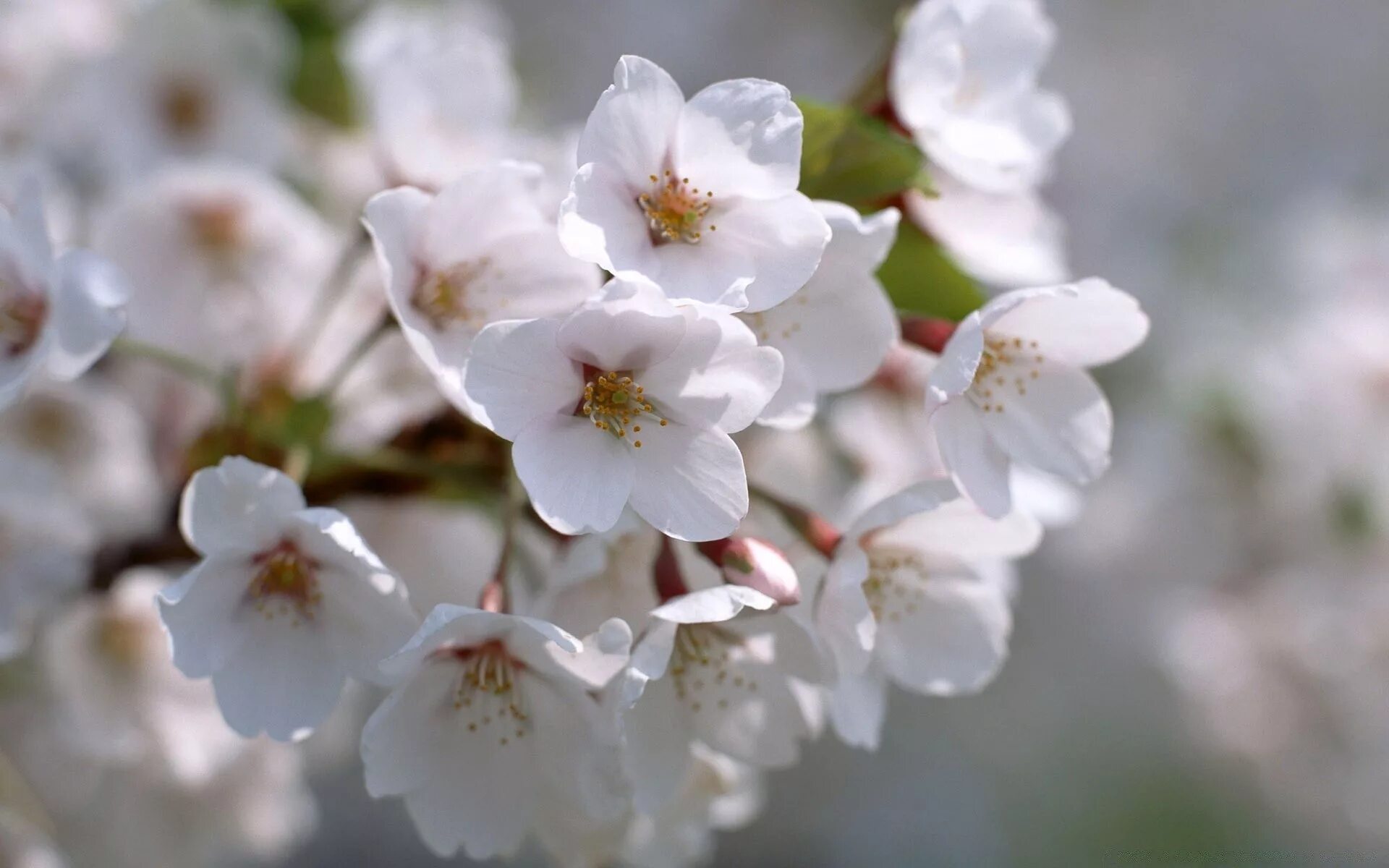 White spring. Белые цветы. Весенние цветы на рабочий стол. Белые цветы в природе. Белые весенние цветы.