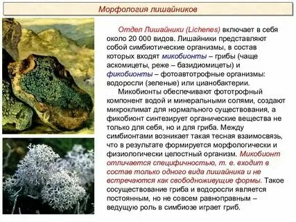 Выберите признаки характерные для лишайников. Лишайники признаки. Особенности характерные для лишайников. Выберите признаки характерные для лишайников. Характеристика лишайника биология 5 класс.