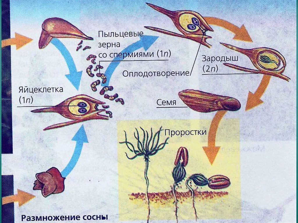 Биология 7 класс размножение развитие. Цикл развития голосеменных схема. размножение сосны схема биология 7 класс. схема голосеменных растений 7 класс. цикл развития голосеменных схема с описанием.