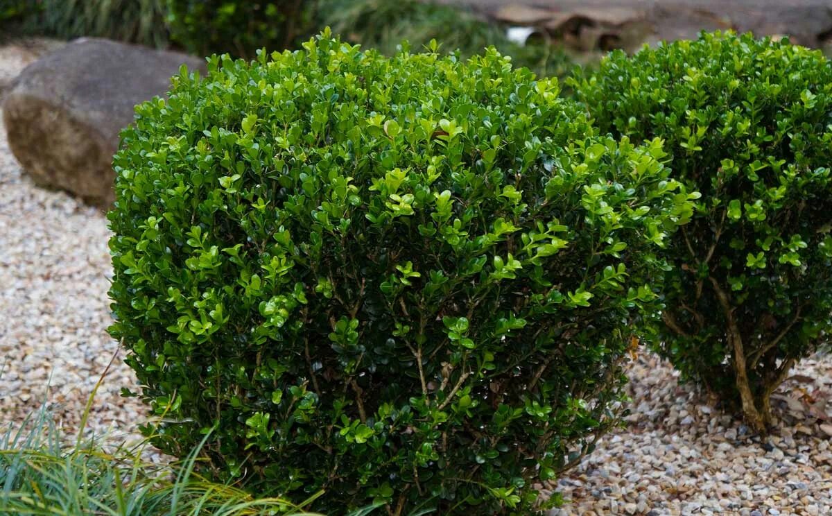 Самшит Буксус. Буксус (самшит) куст. Buxus sempervirens самшит. Самшит вечнозеленый Блауэр Хайнц.