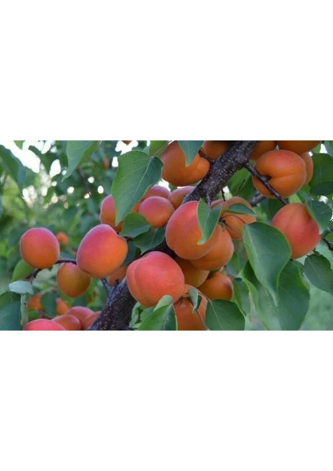 абрикос сорт краснощекий. краснощекий великан абрикос. абрикоса краснощекая описание фото. абрикос краснощекий дерево. абрикос краснощекий.