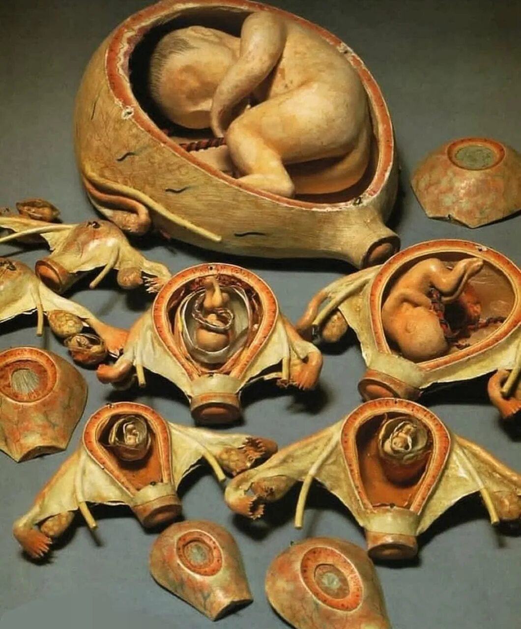 Древние роды или рода. Древние игрушки. Анатомические экспонаты. Античные игрушки.