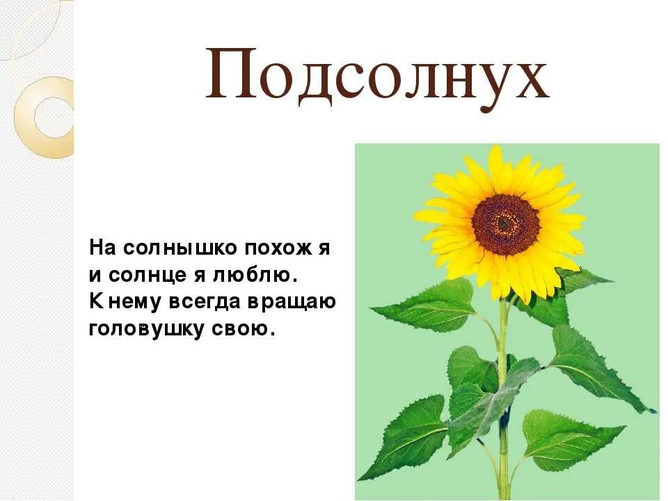Подсолнушки текст