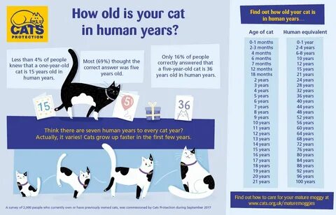 Whose cats are they are