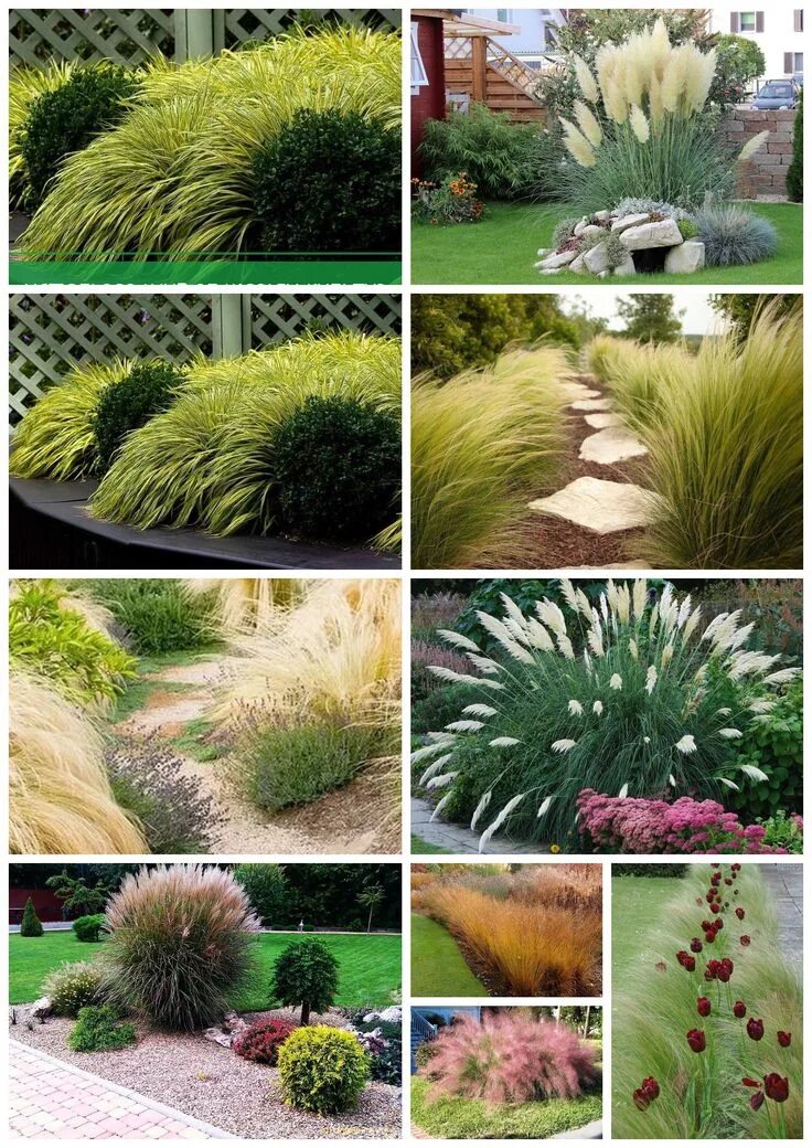 Злаковые декоративные растения примеры Des graminées au jardin : vivaces, ornementales, rouges ... Perennials, Texas la