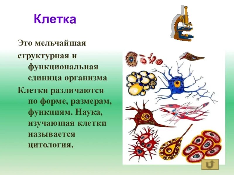 Что является функциональной единицей живого организма. Клетка структурная и функциональная единица живого организма. Структурная и функциональная единица организма 5 класс. Клетка структурная и функциональная единица организма 5. Клетка структурная и функциональная единица организма 5 класс.