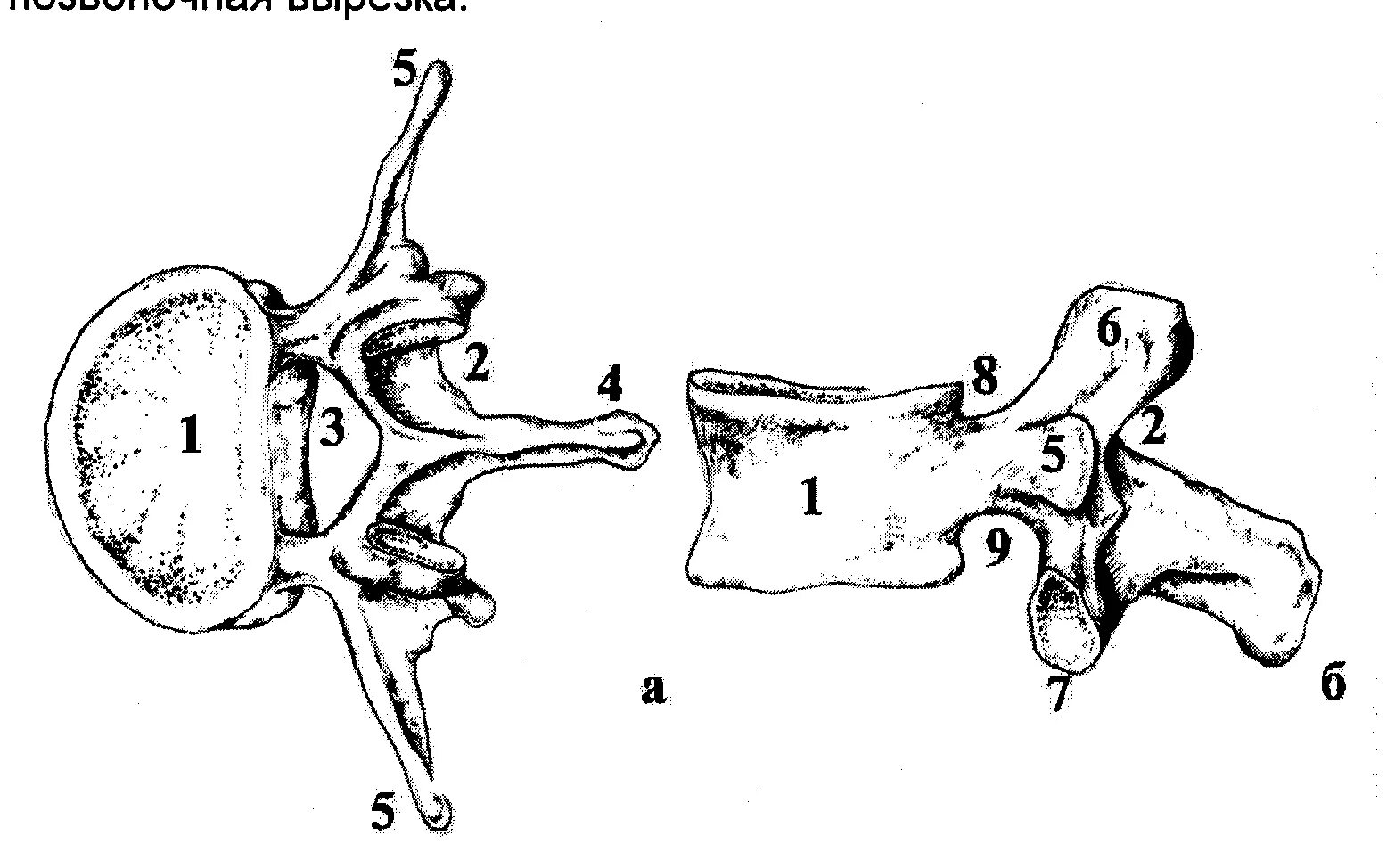 Строение позвонка рисунок. Поясничный позвонок вид сбоку. Поясничный позвонок анатомия вид сбоку. Поясничный позвонок сверху и сбоку. Поясничный позвонок вид сверху и вид сбоку.
