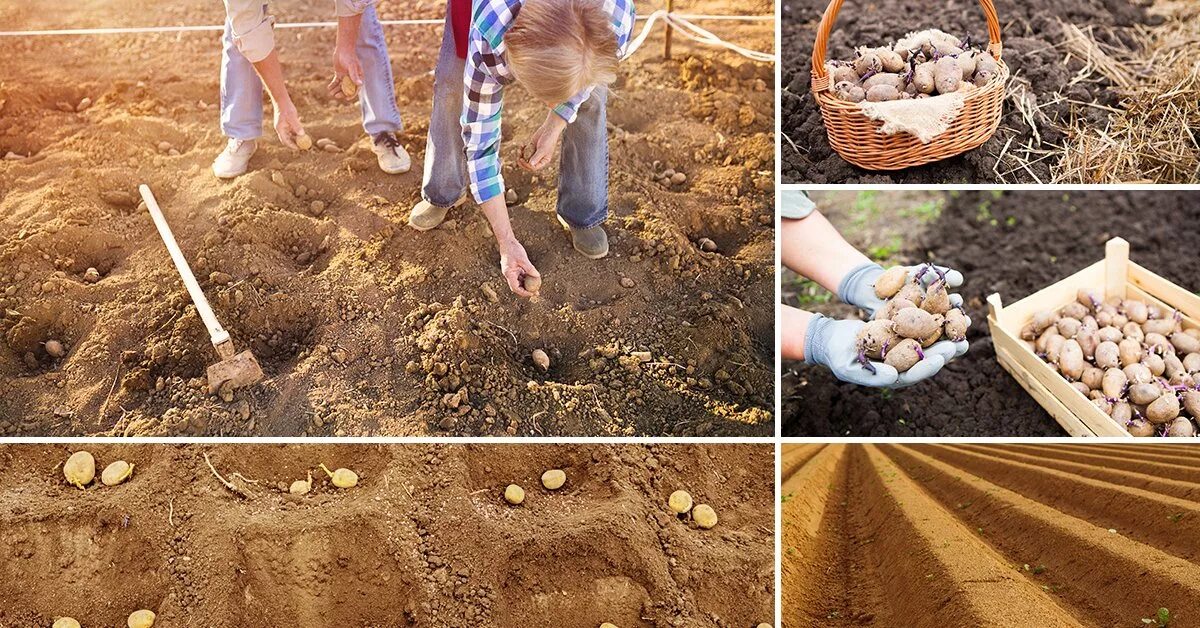 Перед посадки картошку можно. Посадка картофеля. Сажать картошку. Картофель на грядке. Садим картошку на даче.