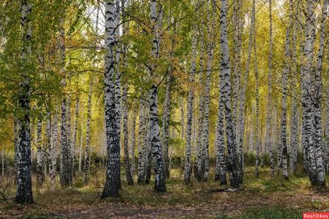 Осенний день в березовой роще тургенев