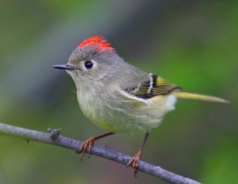 Ruby crowned Kinglet. Маленькая птица. Очень маленькая птичка. Маленькая птичка очень красивая. Птицы маленького размера