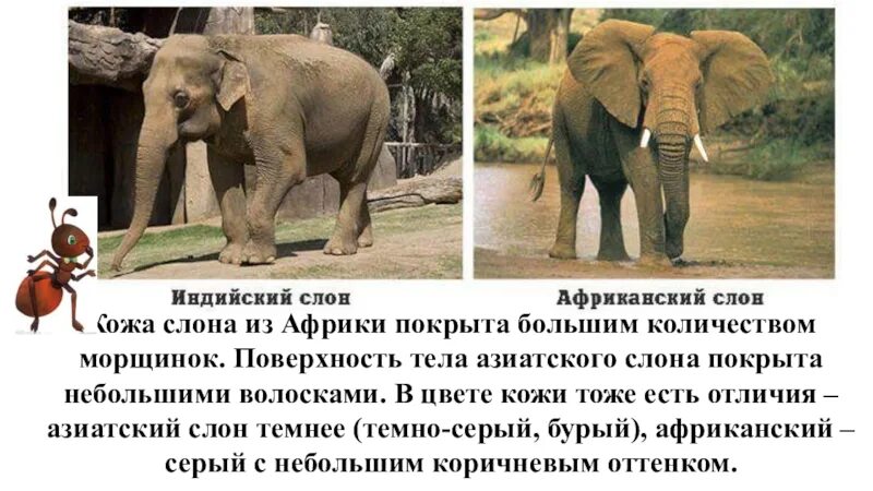 Африканский и индийский слон различия для 1. Индийские и африканские слоны разница. Африканские слоны и индийские слоны отличия. Индийский слон и африканский слон отличия. Африканский и индийский слон различия для 1.