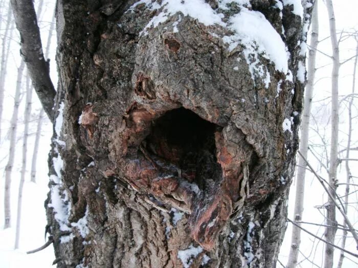 пчелы зимой. где зимуют пчелы. где живут пчелы зимой. зимовка пчел. как зимуют пчелы.