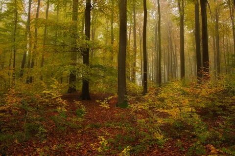 Опушка леса осень