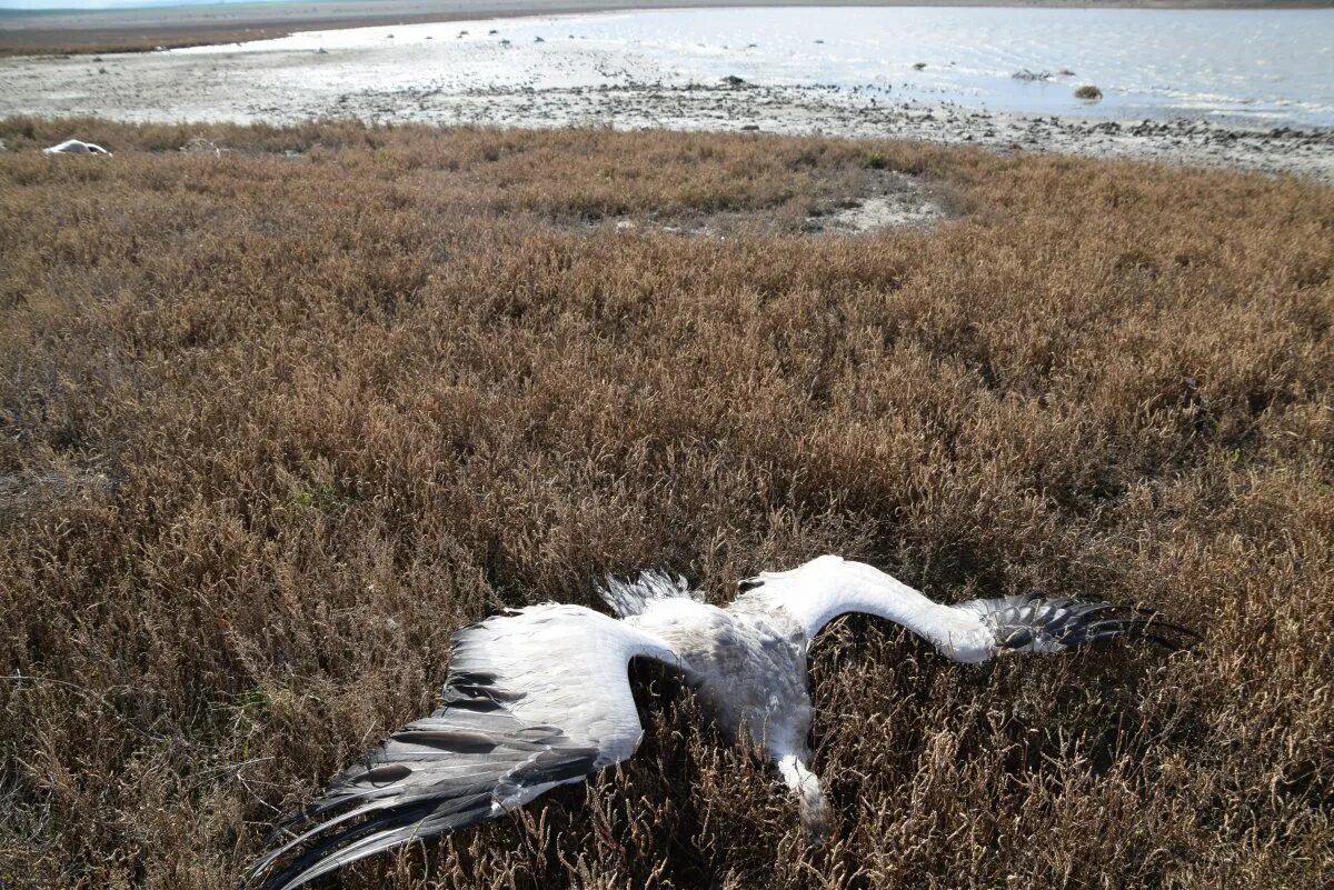 Массовая гибель птиц на Ставрополье. Массовая гибель животных.