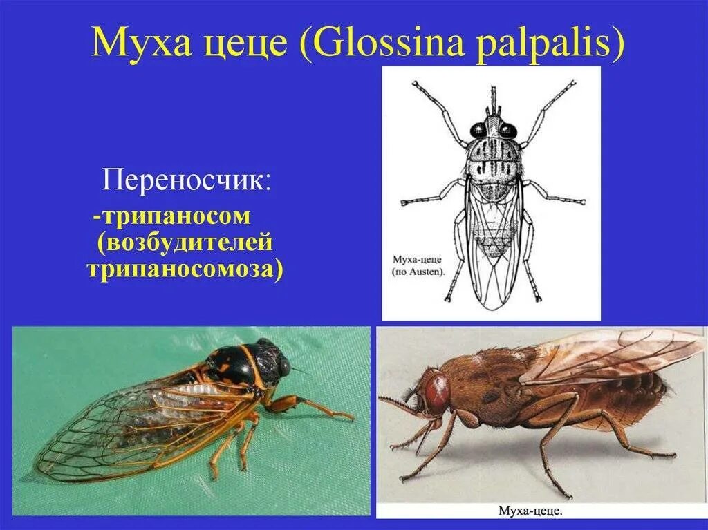 Муха це-це переносчик трипаносомы. Муха ЦЕЦЕ переносчик. Муха ЦЕЦЕ Glossina Palpalis. Ротовой аппарат мухи ЦЕЦЕ.