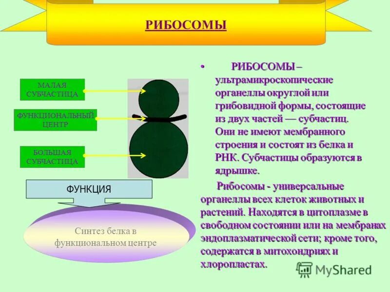 Есть ли рибосомы у растений. Органоиды клетки рибосомы функции. Есть ли рибосомы у растений. Есть ли рибосомы у растений. Функции рибосом гистология.