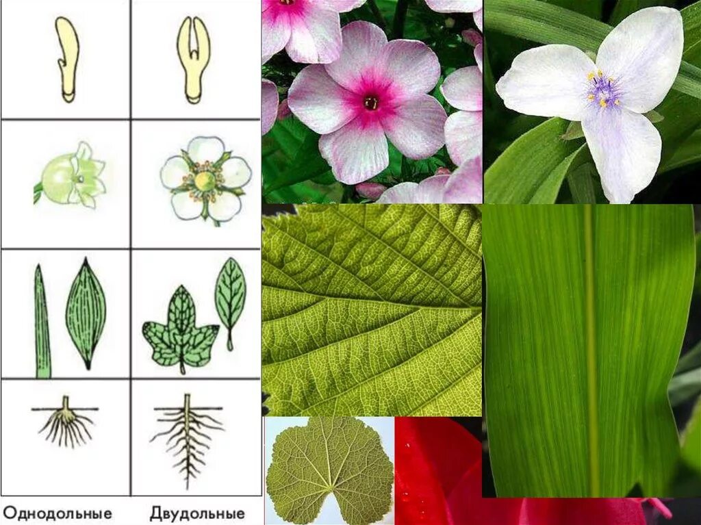 Трехчленный тип строения цветка однодольные или двудольные. Двудольные растения. Однодольные 2) двудольные  четырехчленные и пятичленные цветки. Цветок однодольных растений. Трехчленный цветок у однодольных.