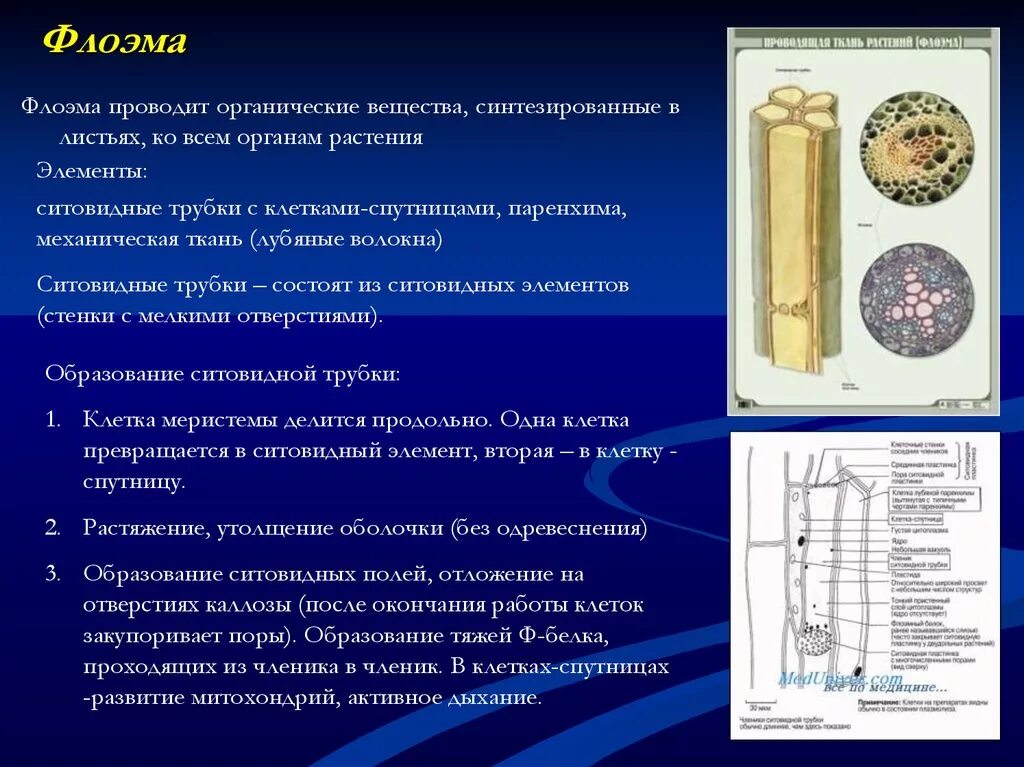 Флоэма органические вещества