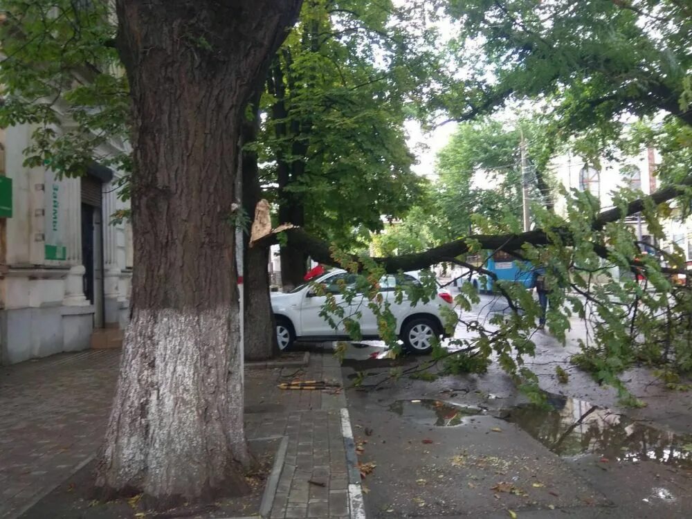 Симферополь сейчас новости. Ураган в Симферополе. Последствия урагана в Крыму. Крым, шелковичные деревья .штормовое. Симферополь упало дерево на Ленино.