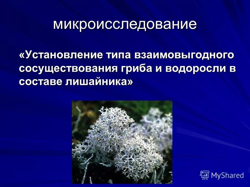 Между которыми в природе устанавливаются взаимовыгодные отношения