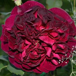 Master rose