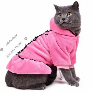 Картинки котята с одеждой