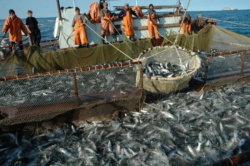 Рыбный промысел на камчатке. Аметистовое месторождение камчатка. Камчатка добыча. Промысел рыбы камчатка. Рыболовство на дальнем востоке.