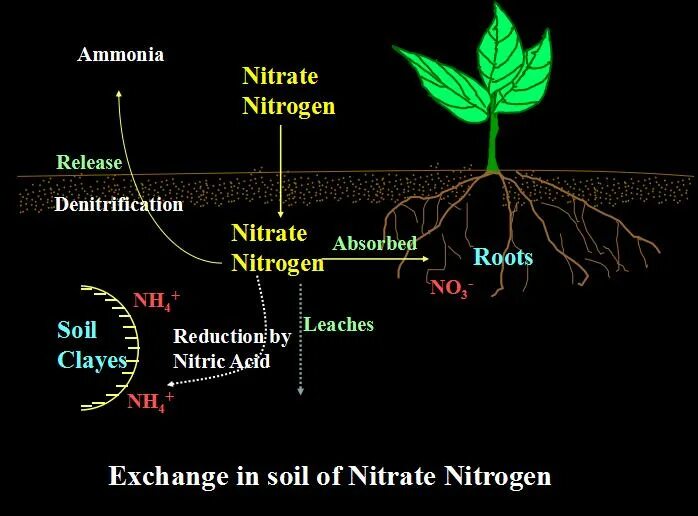 круговорот азота в почве. азот в почве и растениях. нитраты и нитриты в почве. круговорот азота в биосфере. нитраты в почве.