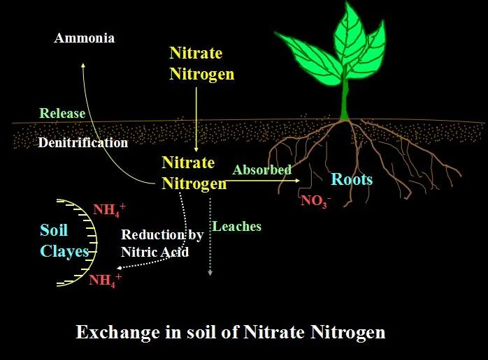 Соединения азота в почве. Нитраты и нитриты в почве. Накопление нитратов в растениях. Эффект азота на растения. Формы азота в почве.