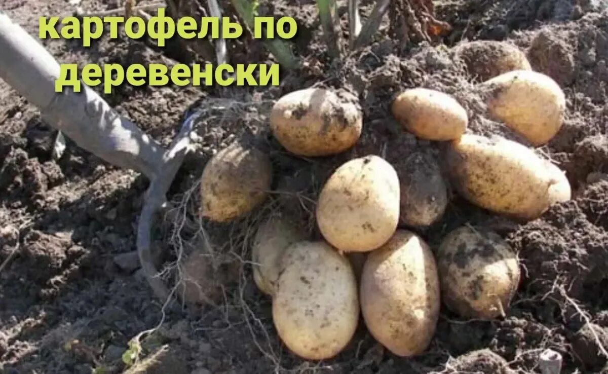 Клубень клубневой. Выкопали картошку. Выкопка картофеля. Как правильно выкапывать картофель. Выкапывание картофеля.